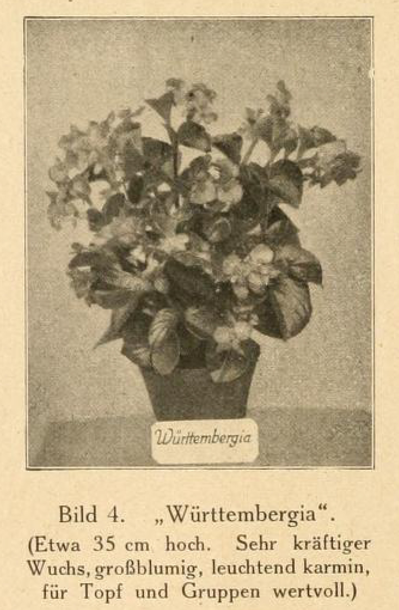 B. ‘Württembergia’